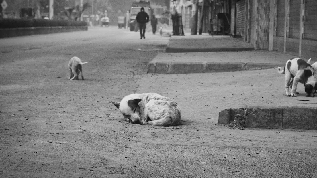 В Акмолинской области жители боятся нападения бродячих собак фото на taspanews.kz от 14 января 2026 08:57