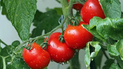 Опасную партию семян томатов пытались ввезти в Казахстан: заведено дело