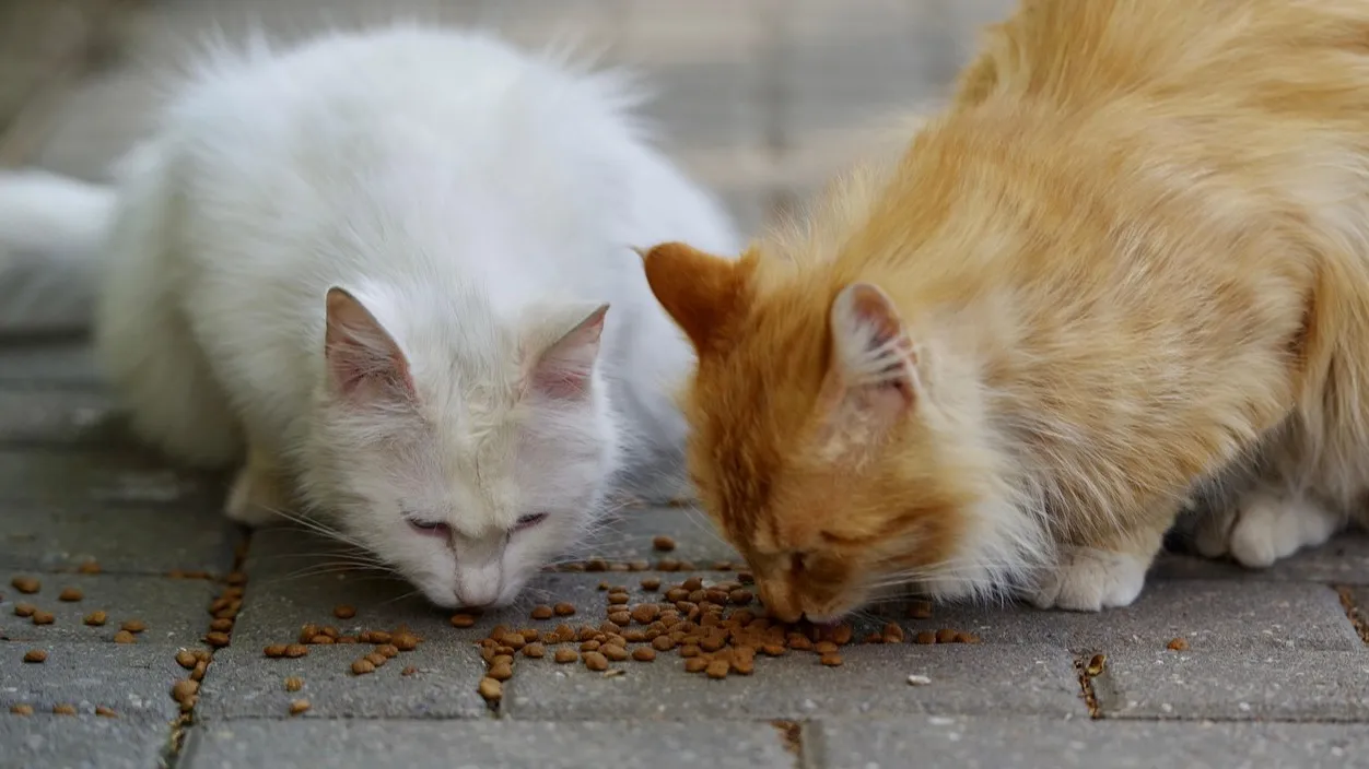 Можно ли кормить бездомных птиц и животных на улице: ответ дали в СЦК фото на taspanews.kz от 16 января 2026 15:31