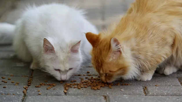 Можно ли кормить бездомных птиц и животных на улице: ответ дали в СЦК