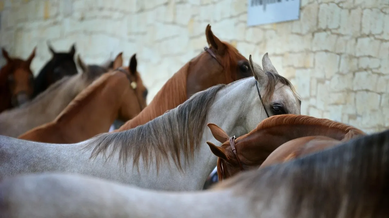 В Алматинской области лошадь провалилась в колодец фото на taspanews.kz от 19 января 2026 08:42