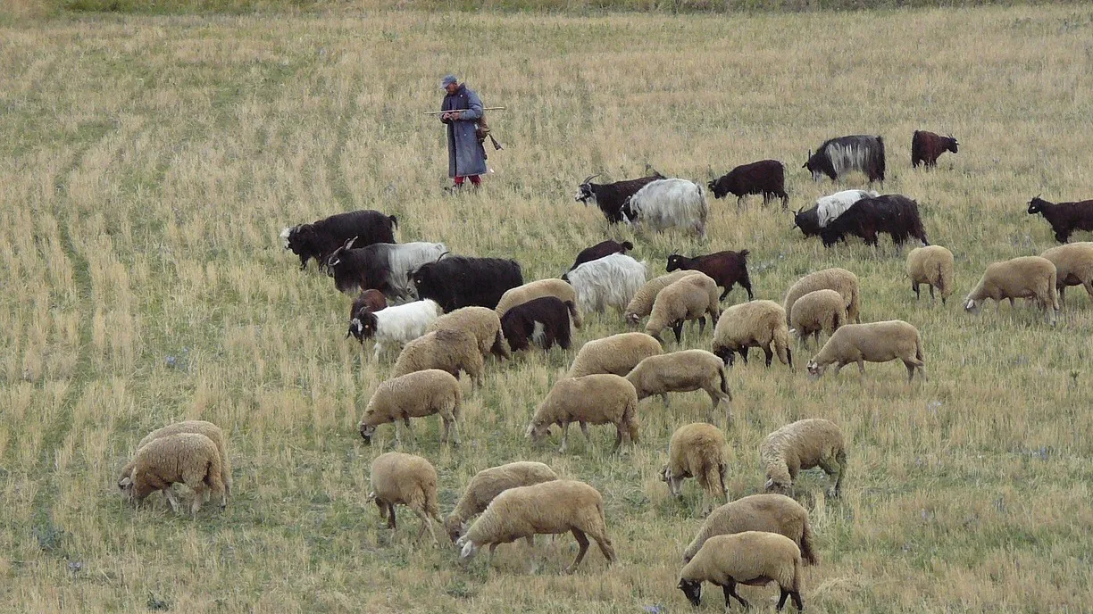 Пастухи и чабаны будут получать социальные выплаты по достижении 55 лет фото на taspanews.kz от 19 января 2026 15:38