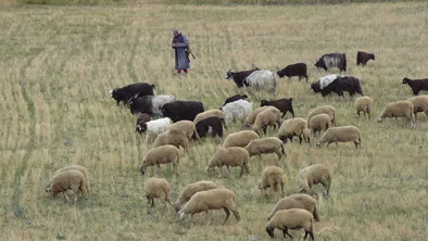 Пастухи и чабаны будут получать социальные выплаты по достижении 55 лет