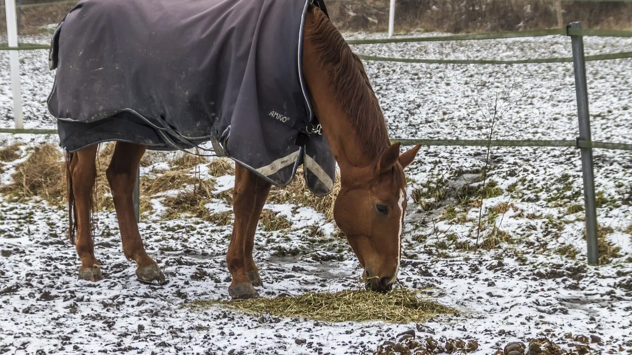 В прошлом году Казахстан импортировал рекордное количество конины фото на taspanews.kz от 20 января 2026 11:41