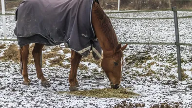 В прошлом году Казахстан импортировал рекордное количество конины