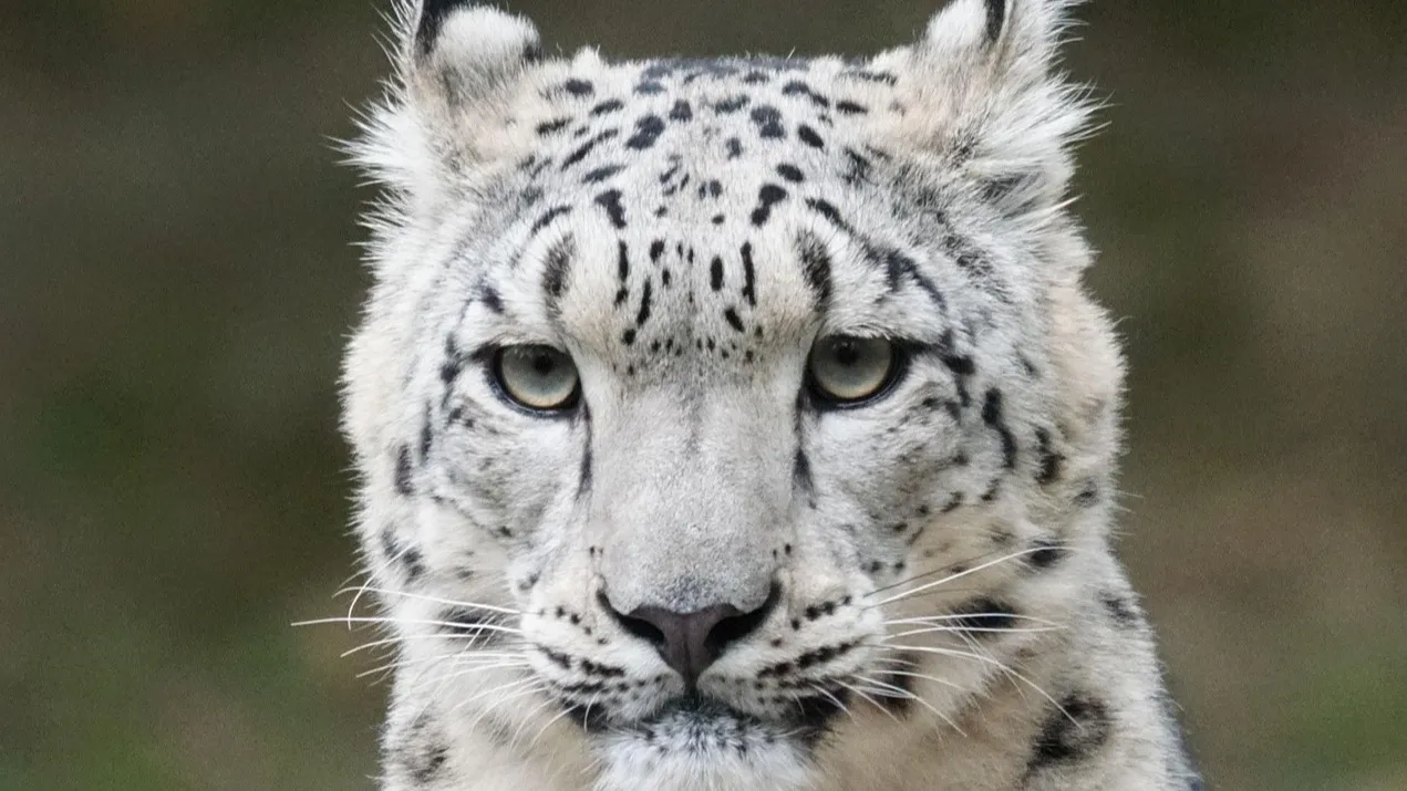 Лыжник едва пережил встречу со снежным барсом в горах Китая фото на taspanews.kz от 26 января 2026 10:19