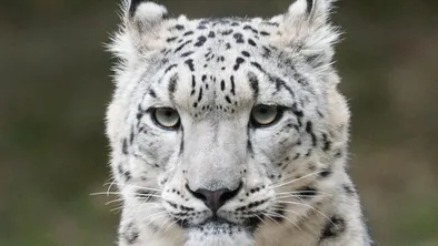 Лыжник едва пережил встречу со снежным барсом в горах Китая