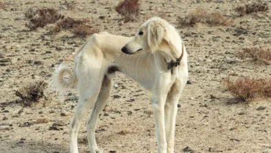 В Караганде работник ветслужбы расстрелял собак породы тазы