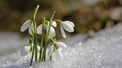 Первые подснежники зацвели в горах Каратау