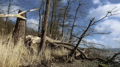 В Жамбылской области ураган напугал местных жителей