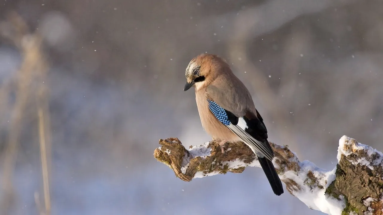 Прогноз погоды на 10 февраля в Астане, Алматы и Шымкенте фото на taspanews.kz от 10 февраля 2026 08:31