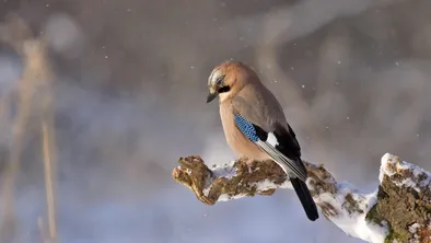 Прогноз погоды на 10 февраля в Астане, Алматы и Шымкенте