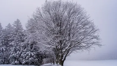В Шымкенте ребенок умер во время игры из-за упавшей ветки