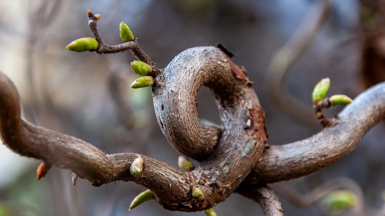 В "Казгидромет" поделились прогнозом погоды на весну в Алматы фото на taspanews.kz от 16 февраля 2026 15:49