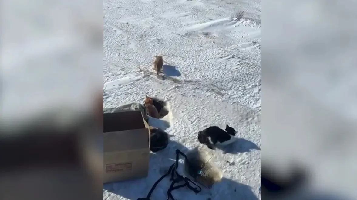 Живодеры выбросили на мороз 20 кошек в области Абай: большая часть животных погибла от холода фото на taspanews.kz от 17 февраля 2026 08:51