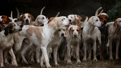 В Каскелене на женщину напала свора собак