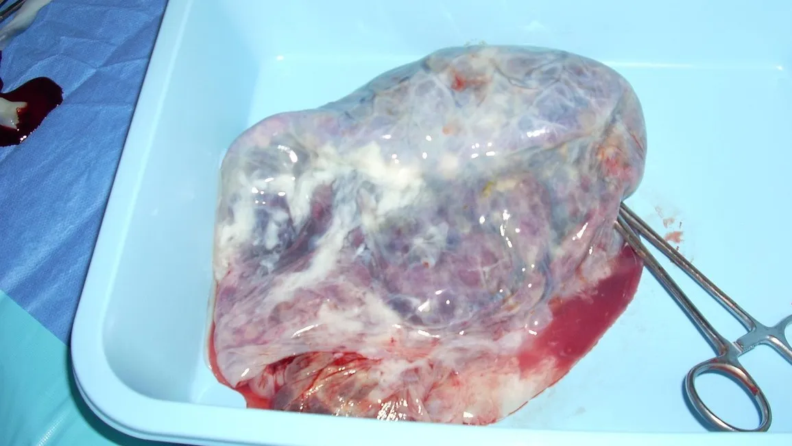 О продаже собачьего мяса на черном рынке сообщают общественники Караганды фото на taspanews.kz от 19 февраля 2026 10:16