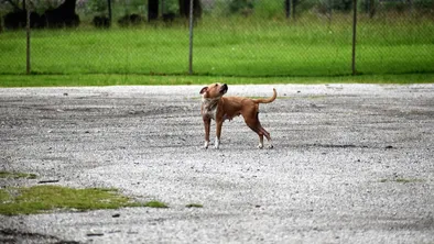 В Алматинской области арестовали хозяина 30 собак: его питомцы напали на женщину