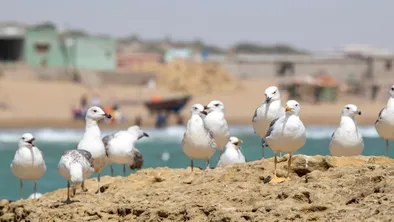 Правительство выделит более 1 млрд тенге НИИ по изучению Каспия