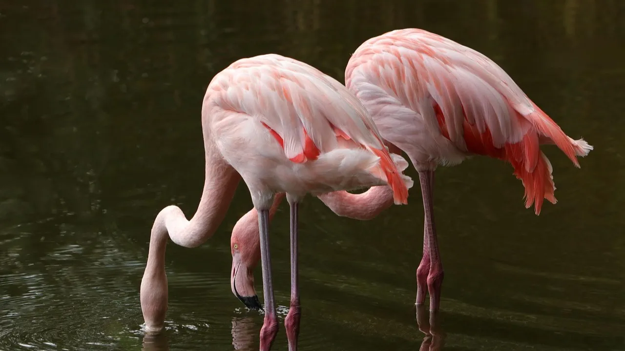 Фламинго прилетели в Мангистау фото на taspanews.kz от 27 февраля 2026 09:10