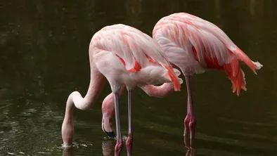 Фламинго прилетели в Мангистау
