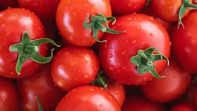 Зараженные семена томатов пытались ввезти в Казахстан из России