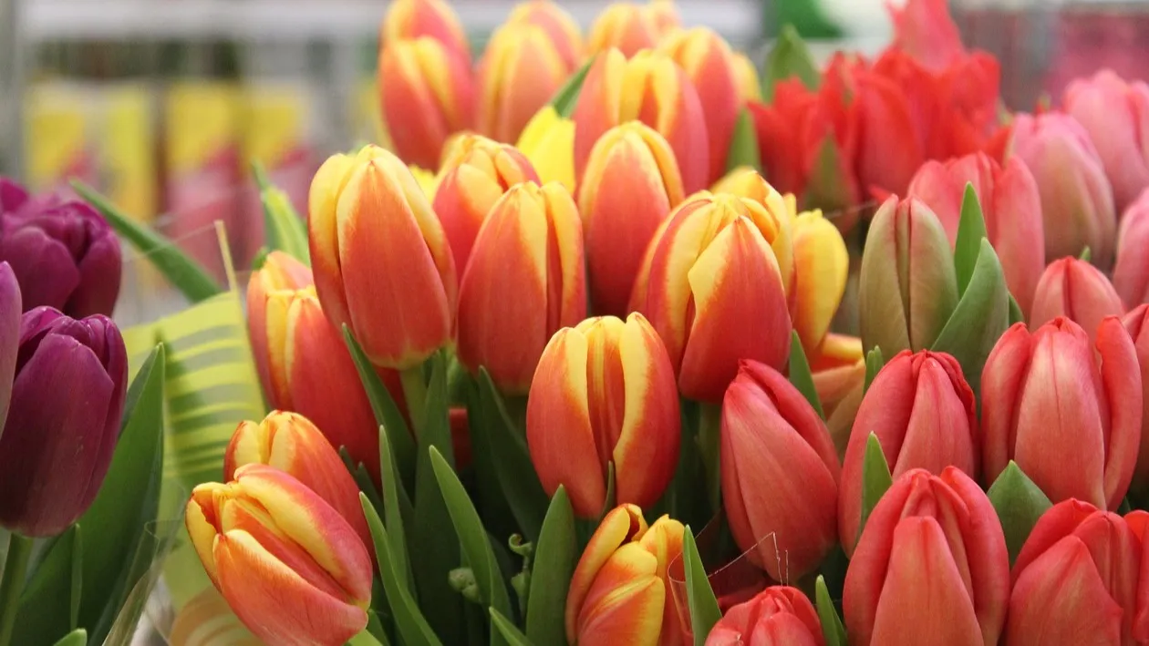 Более 14 тыс. жительниц Шымкента получат выплаты к 8 марта фото на taspanews.kz от 04 марта 2026 09:47