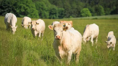 Девять скотокрадов задержали в Павлодарской области