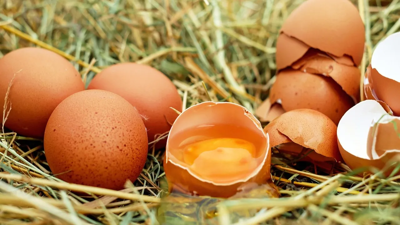 Экспорт говядины, импорт яиц: какое решение приняли в правительстве фото на taspanews.kz от 06 марта 2026 11:06