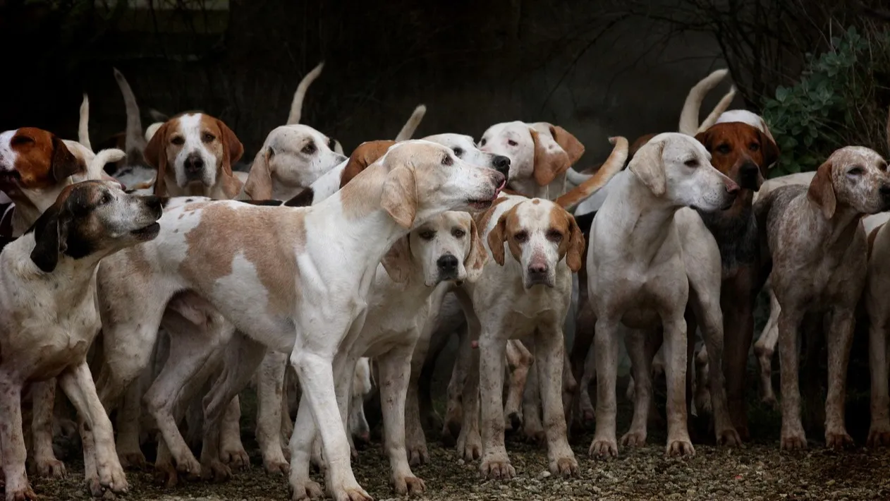 Трупы собак и лисьи головы нашли в Алматы фото на taspanews.kz от 10 марта 2026 14:47