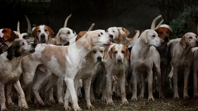 Трупы собак и лисьи головы нашли в Алматы