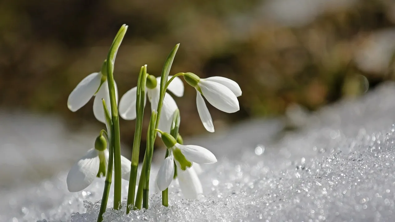 Весна наберет обороты: в Казахстане обещают потепление фото на taspanews.kz от 11 марта 2026 11:01