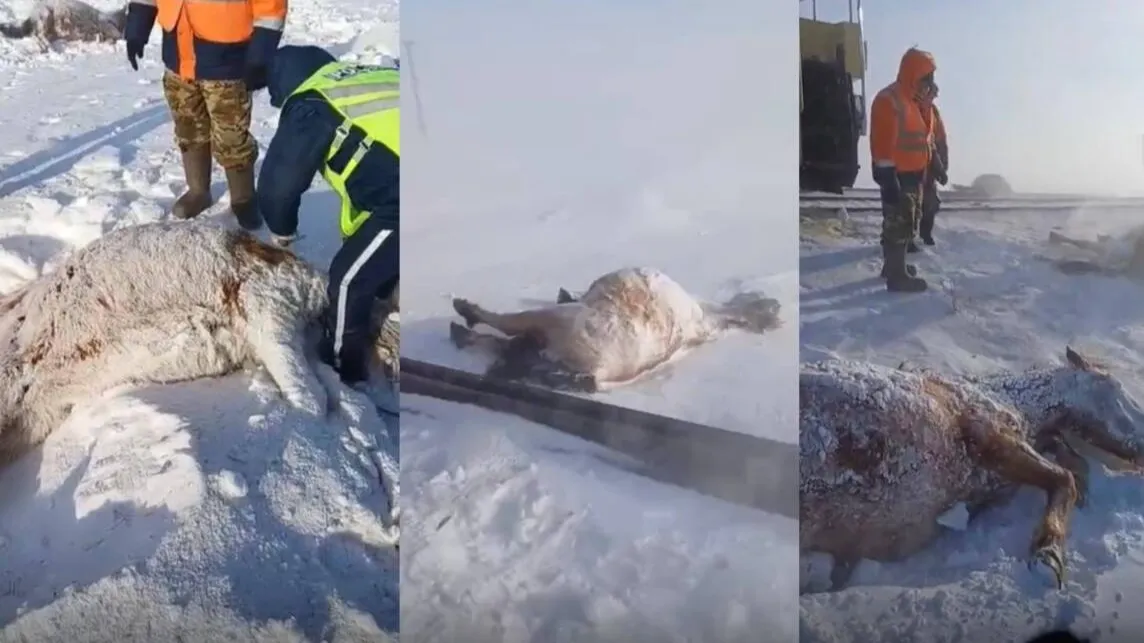 Поезд сбил табун лошадей в Акмолинской области фото на taspanews.kz от 12 марта 2026 16:46