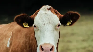 20 млн тенге украли из бюджета сельхозпредприятия в Туркестанской области