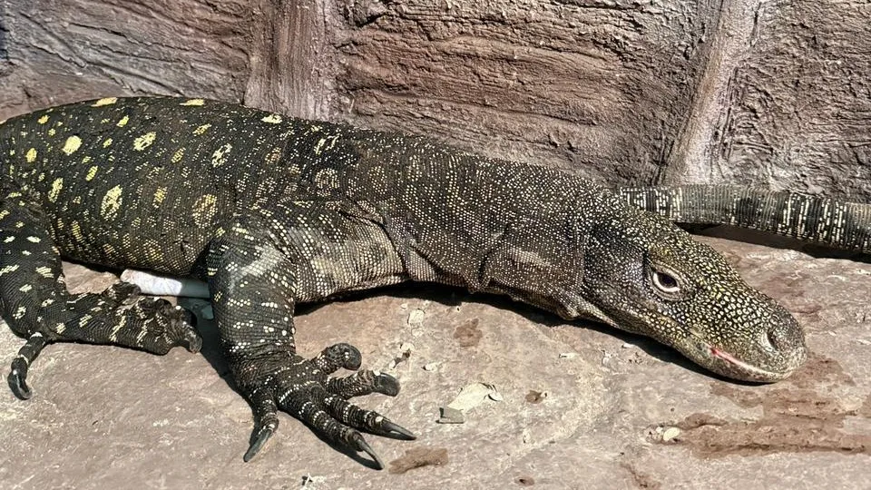 В зоопарке Алматы редкое пополнение из Новой Гвинеи фото на taspanews.kz от 13 марта 2026 12:50