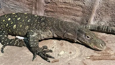 В зоопарке Алматы редкое пополнение из Новой Гвинеи