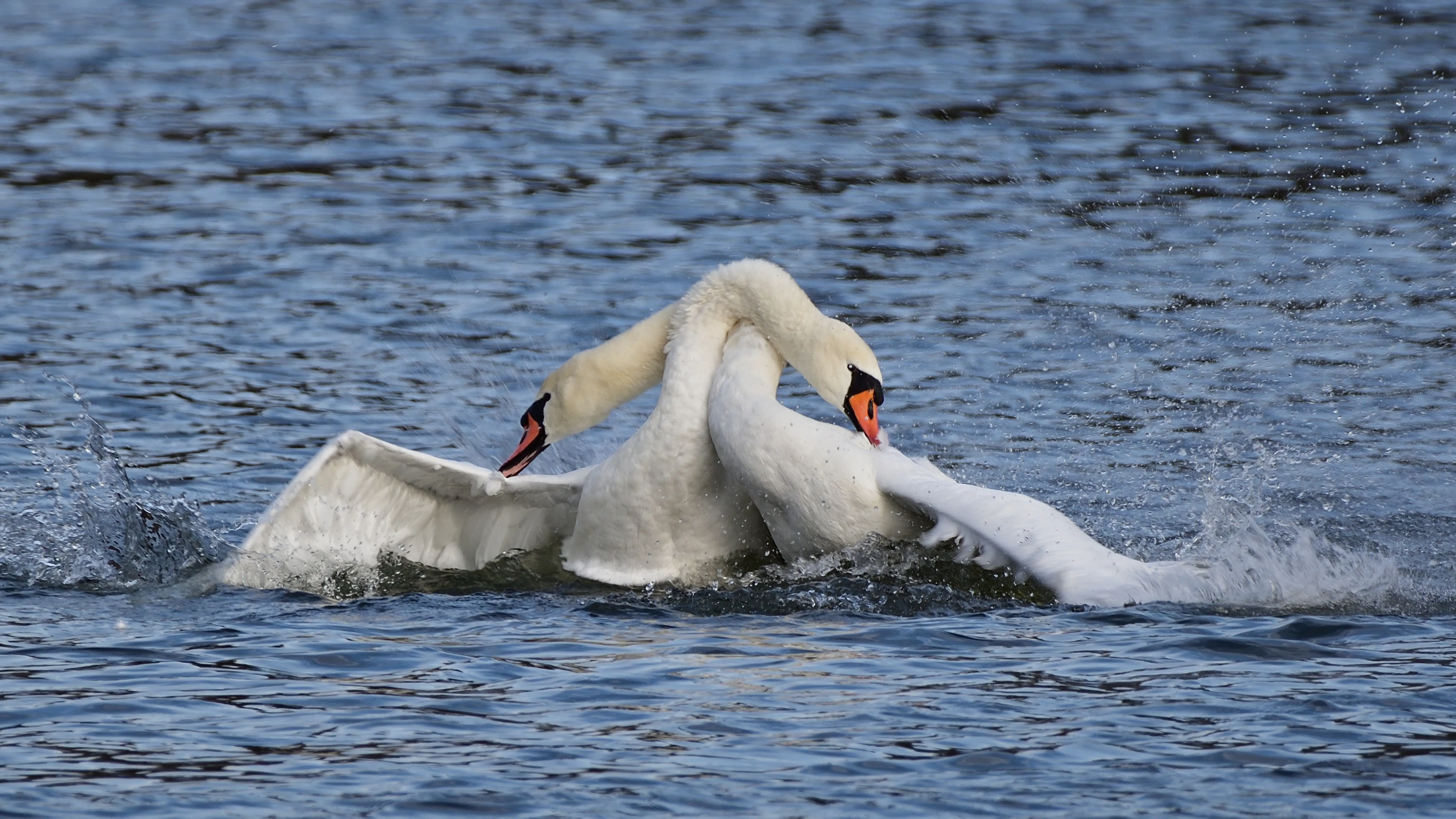 11 мертвых лебедей нашли близ Актау фото на taspanews.kz от 26 марта 2026 08:24