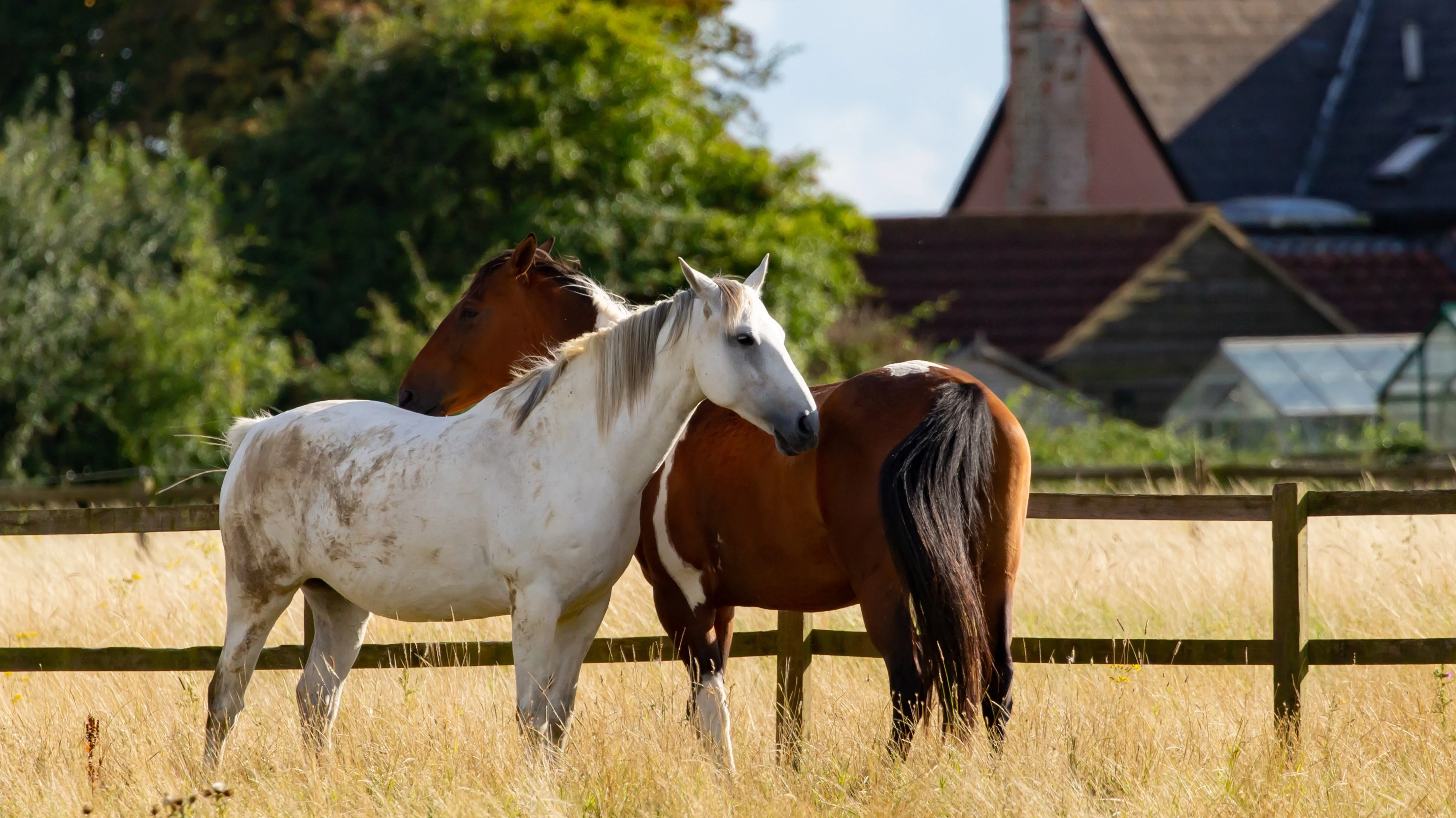 В Акмолинской области произошло серьезное ДТП с участием лошади фото на taspanews.kz от 03 апреля 2026 09:00