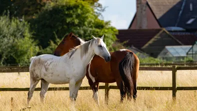 В Акмолинской области произошло серьезное ДТП с участием лошади