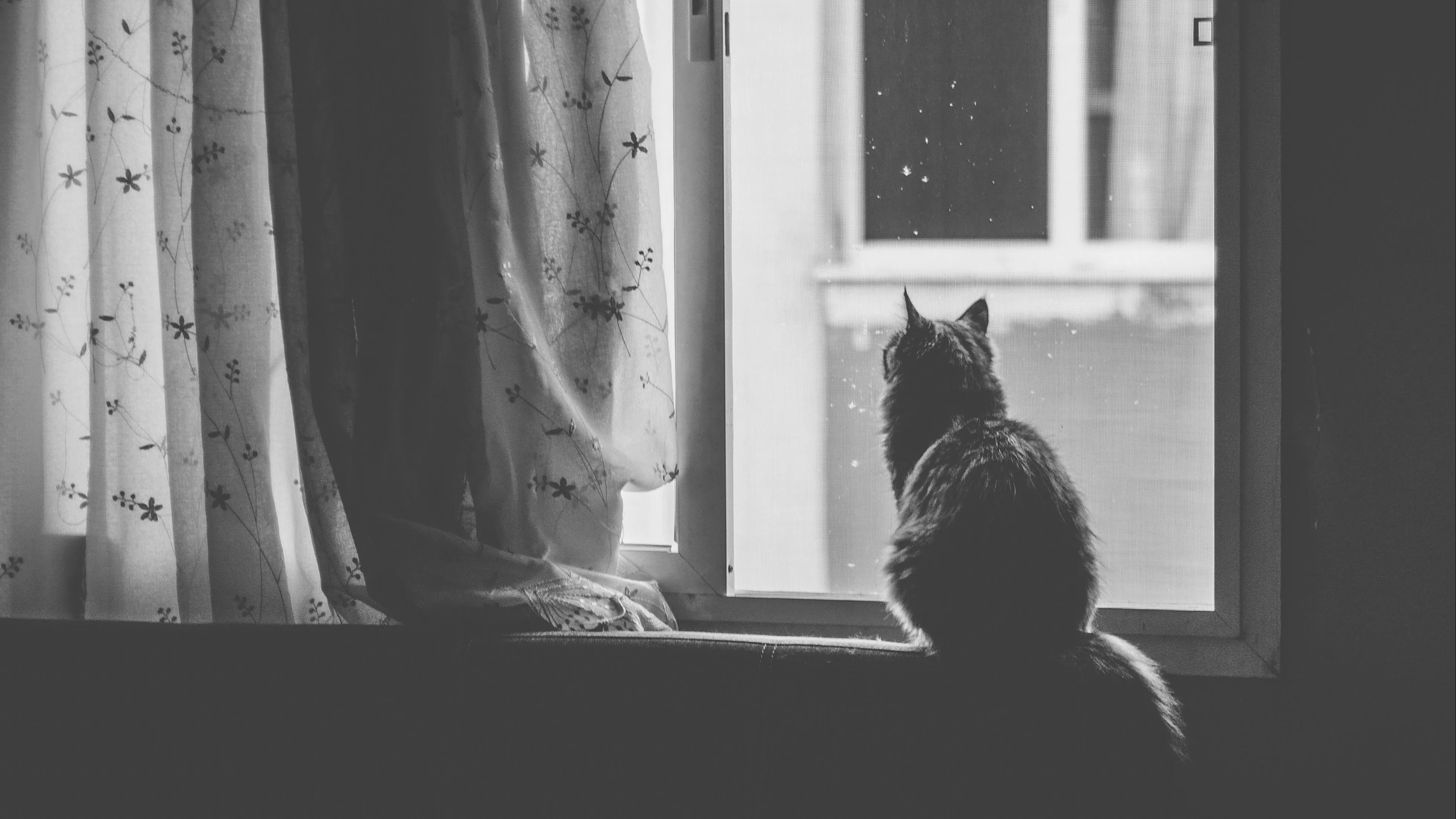 В Павлодаре мужчина умер, пытаясь спасти кошку фото на taspanews.kz от 06 апреля 2026 15:51