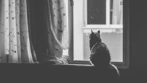 В Павлодаре мужчина умер, пытаясь спасти кошку