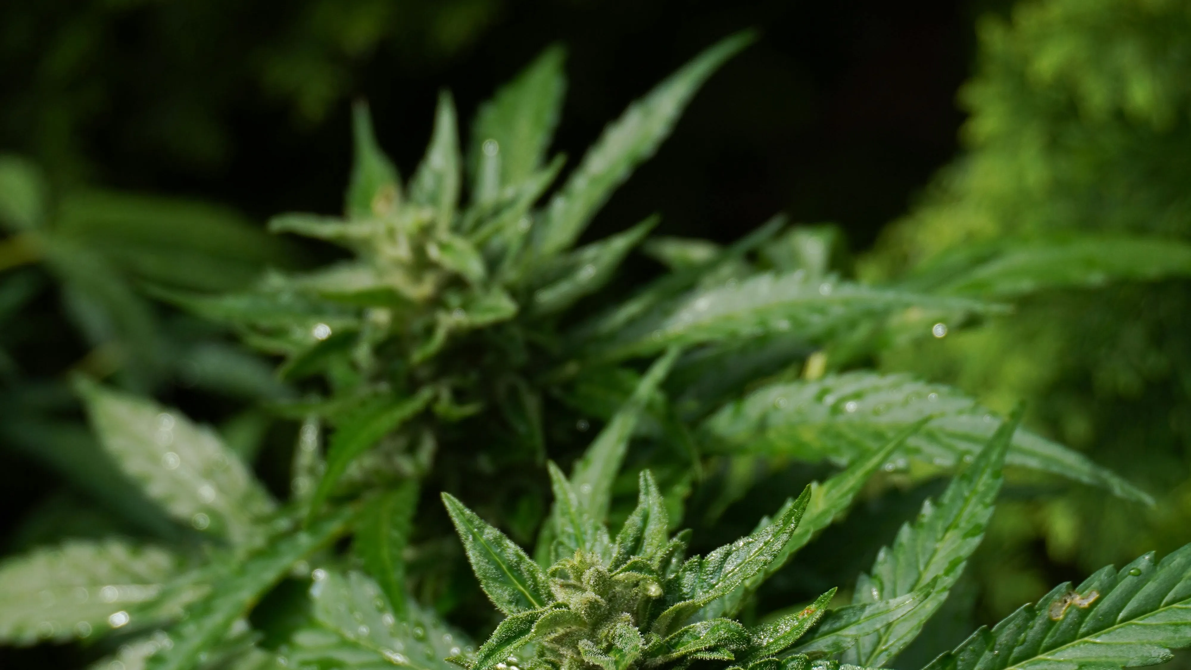 Наркодиллера задержали в Павлодарской области фото на taspanews.kz от 07 апреля 2026 12:31