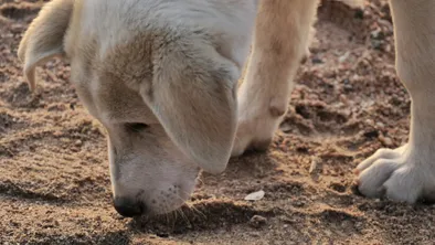 В Казахстане предложили ввести эвтаназию для бродячих собак