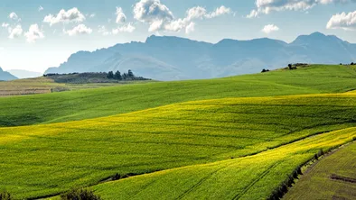 В МСХ рассказали, как будут бороться с саранчой