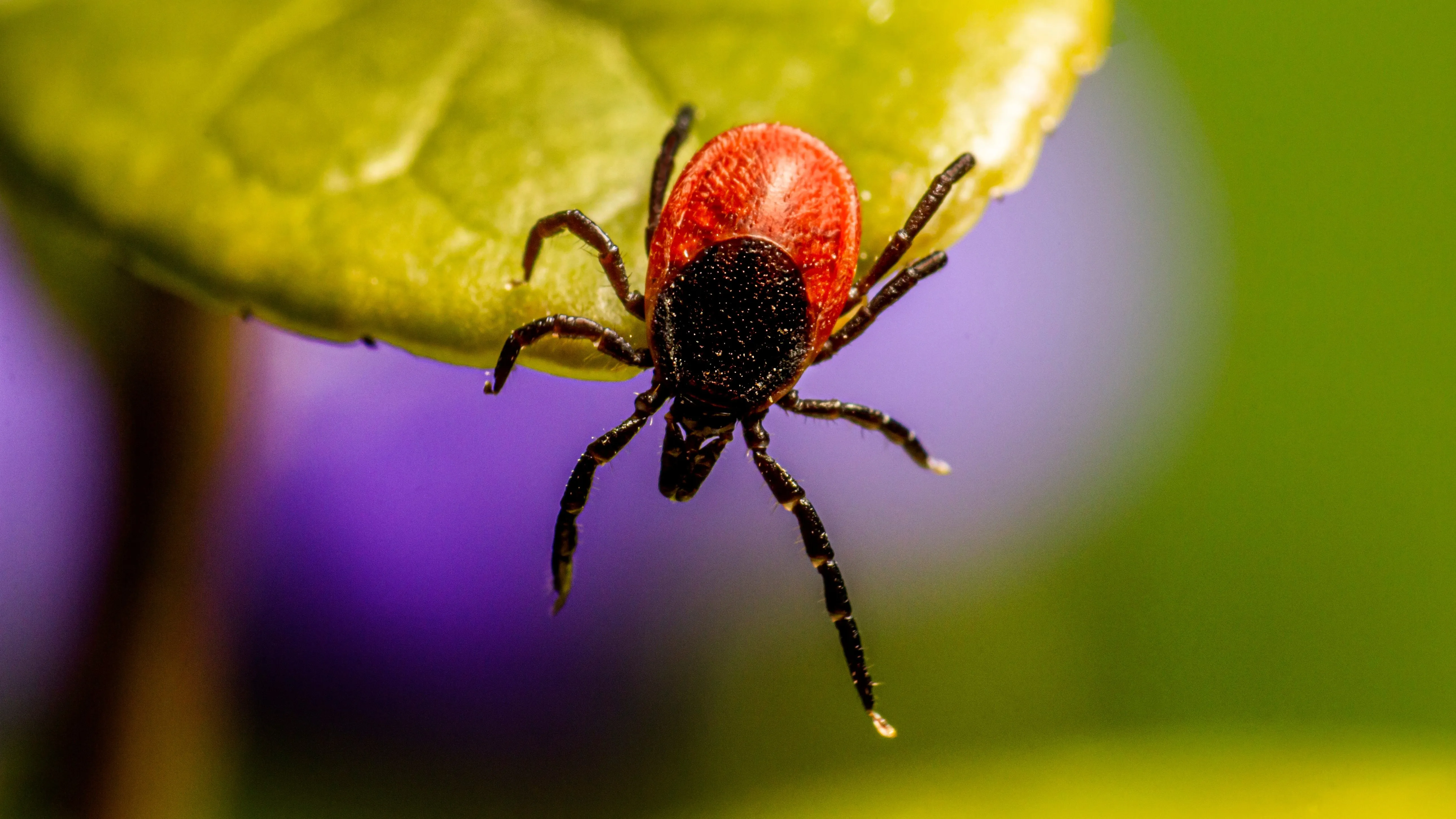 Жителей Алматы предупредили о клещах фото на taspanews.kz от 08 апреля 2026 16:23