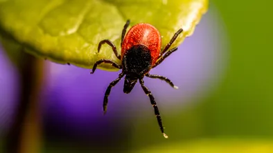 Жителей Алматы предупредили о клещах