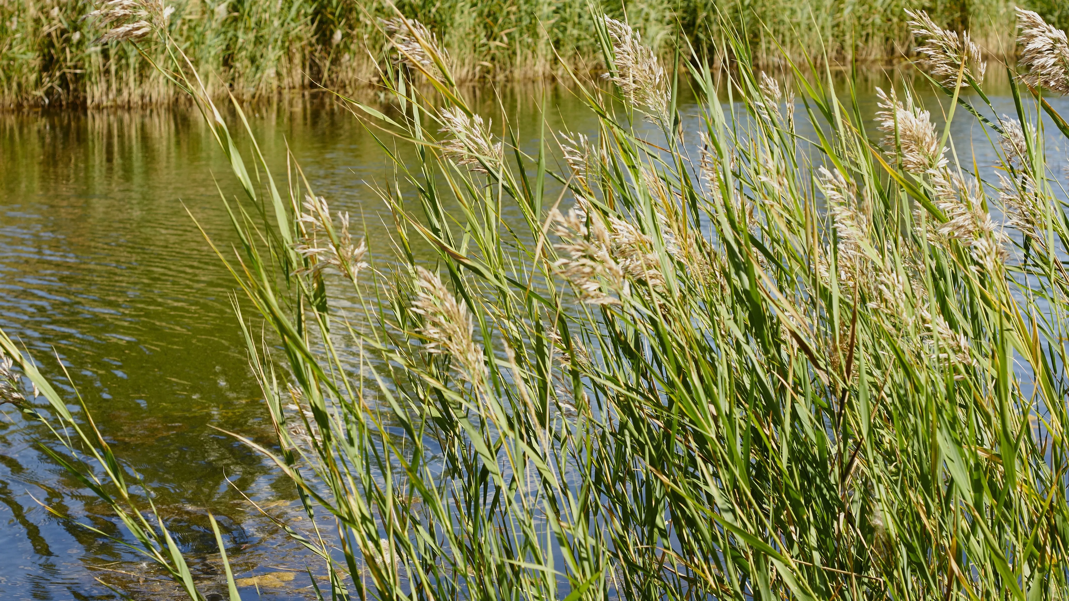 Крупный пожар произошел в Конаеве: загорелся камыш фото на taspanews.kz от 09 апреля 2026 12:33