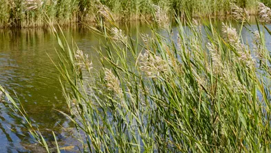 Крупный пожар произошел в Конаеве: загорелся камыш