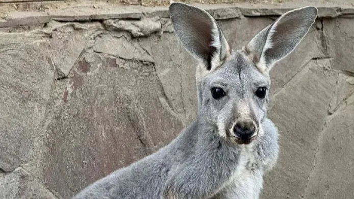 Алматинцы придумают имя для маленьких кенгуру фото на taspanews.kz от 09 апреля 2026 12:41