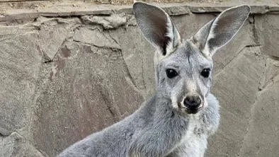 Алматинцы придумают имя для маленьких кенгуру